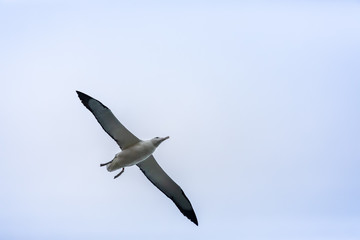 Albatross bird in the sky