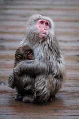 White monkey mom and child