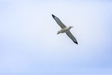 Fototapeta na wymiar Albatross bird in the sky