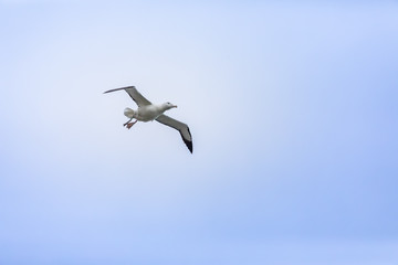 Albatross bird in the sky
