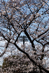 土手に咲く桜