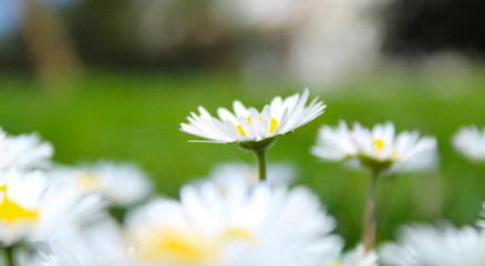 Wild daisies in the nature
