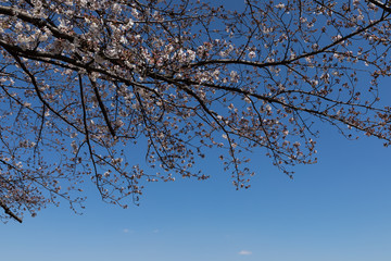 土手に咲く桜