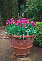 Terracotta pot of tulips on the terrace of a country house