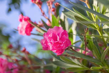 Pink Oleander flowers or Oleander Nerium.