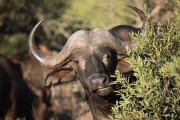 Obraz premium Kaffernbüffel / Buffalo / Syncerus caffer