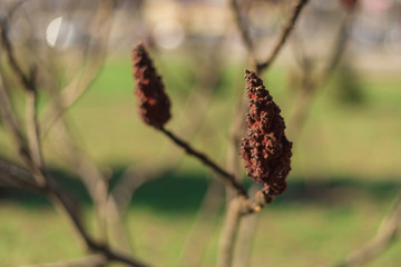 Branches of a plant with buds.