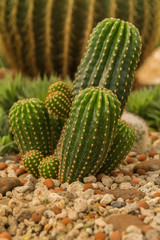 Group of small cactus plant in the cactus garden.