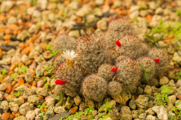 Group of small cactus plant in the cactus garden.