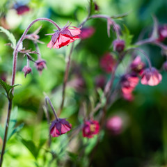 Beautiful flower geum rivale
