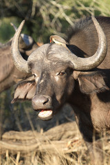 Kaffernb&uuml;ffel und Rotschnabel-Madenhacker / Buffalo and Red-billed oxpecker / Syncerus caffer et Buphagus erythrorhynchus