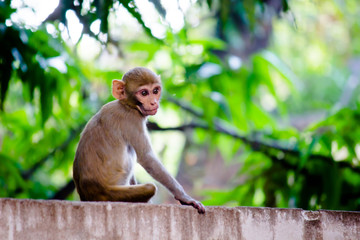 Portrait of The Rhesus Macaque Monkey Sitting Under the Tree