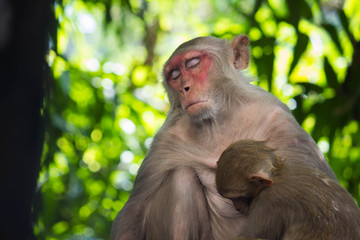 Portrait of The Rhesus Macaque Monkey Sitting Under the Tree