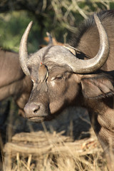 Kaffernbüffel und Rotschnabel-Madenhacker / Buffalo and Red-billed oxpecker / Syncerus caffer et...