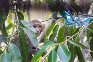 Portrait of The Rhesus Macaque Monkey Sitting on the Tree