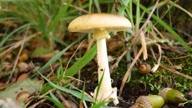 Amanita phalloides, death cap, is a deadly poisonous fungus, the most dangerous mushroom. fatal mushroom poisonings worldwide. A mycologist collects amanita phalloides for study purposes