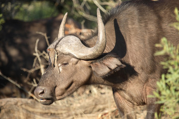 Kaffernbüffel und Rotschnabel-Madenhacker / Buffalo and Red-billed oxpecker / Syncerus caffer et Buphagus erythrorhynchus