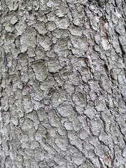 Photo of tree bark closeup. Wood texture.