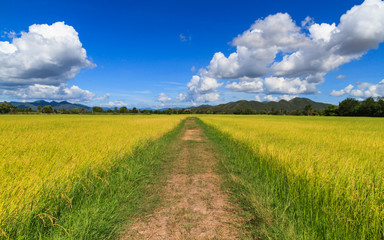 Walk Way In Middle The Rice Field.