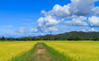 Walk way in middle the rice field.