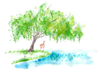 Weeping willow on the lake. Deer. Wild animal fawn.. Watercolor hand drawn illustration. © jula_lily