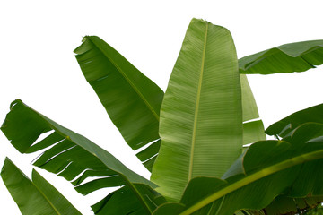 Banana leaf isolated on white background