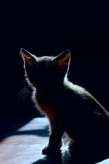 Animals, Pets Concept. Silhouette of a Cat Over Black Background. Cute Stray Kitten. 