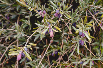 Olive tree foliage with fruits