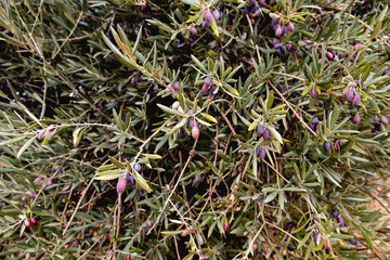 Olive tree lush foliage with colorful fruits