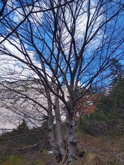 Baumsilhouette mit Berg im Hintergrund