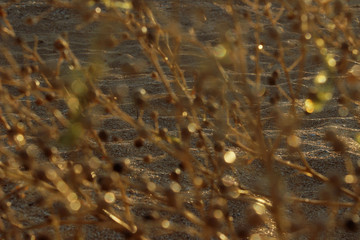 Blurred Nature Background. Botanical Beauty. Beautiful Nature Background. 