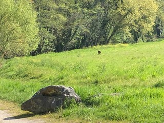 prairie au printemps 