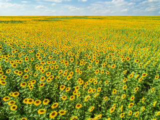 Aerial view of the field of sunflowers