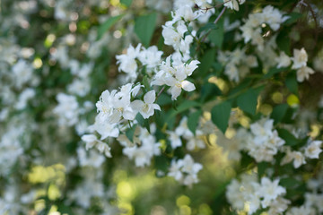 Blooming jasmine tree in spring in the garden