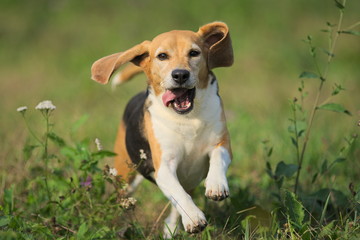 primo piano di beagle che corre nel prato
