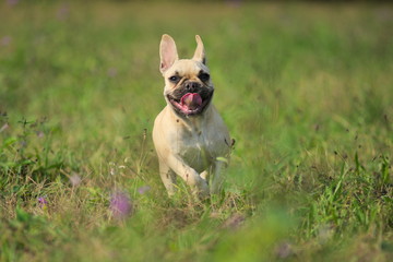 bulldog francese corre nell'erba