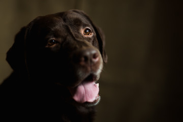 Portrait of chocoalte labrador sitting in a room