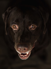 Portrait of chocoalte labrador sitting in a room