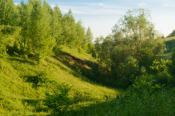 Fototapeta na wymiar forest ravine overlooking the meadow in the summer evening
