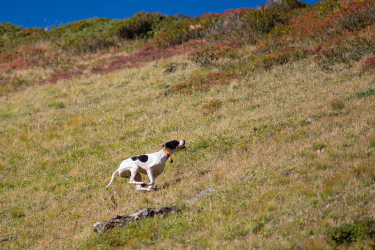 pointer risale pendio di montagna mentre caccia