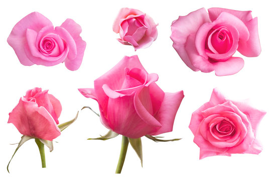 Blurred for Background.Pink rose isolated on the white background. Photo with clipping path.