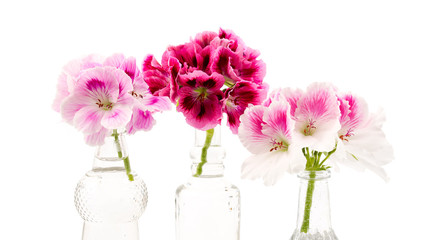 Pelargonium grandiflorum