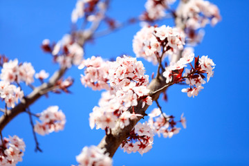 In spring, the plum blossom