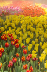 Flower tulips background. Beautiful view of tulips in fog landscape at the middle of spring or summer.