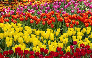Flower tulips background. Beautiful view of tulips in fog landscape at the middle of spring or summer.
