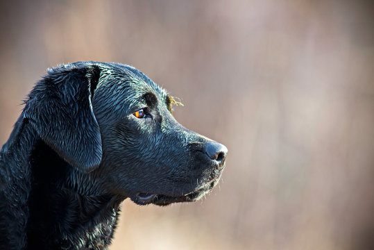 profilo di testa di labrador nero
