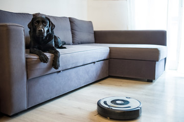 cane sul divano durante pulizia con robot aspirapolvere