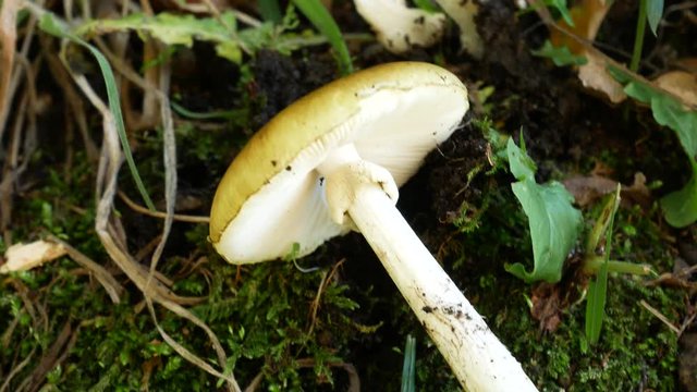 Amanita phalloides, death cap, is a deadly poisonous fungus, the most dangerous mushroom. fatal mushroom poisonings worldwide. A mycologist collects amanita phalloides for study purposes