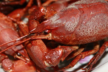 red boiled crayfish