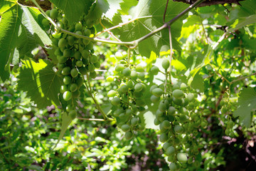 Green grapevine in the garden